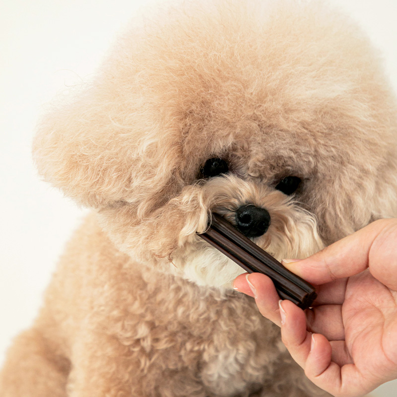 우리 강아지 치아 건강을 위한 최고의 껌 추천, 덴탈껌으로 입냄새와 치석 걱정 끝!
