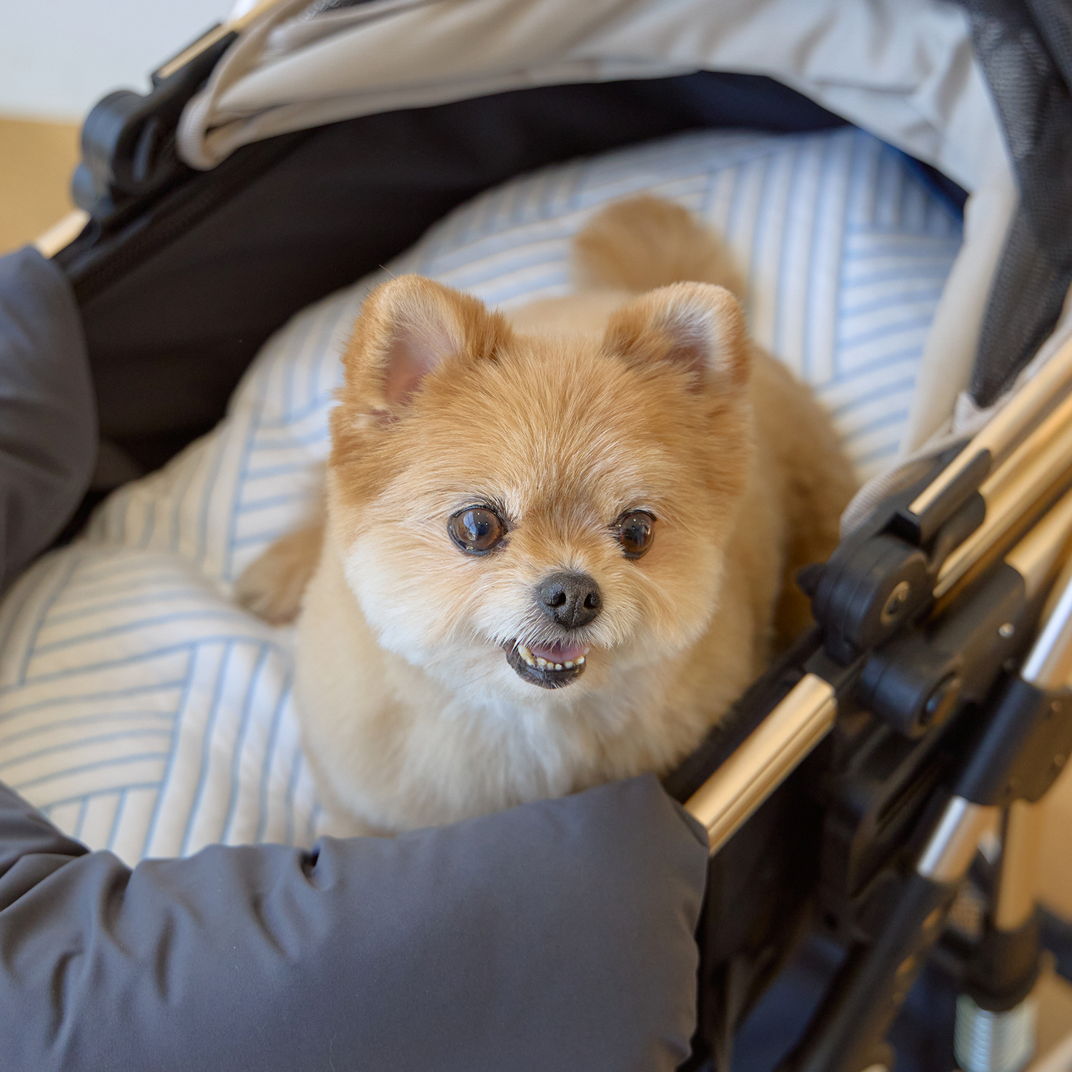강아지와 함께하는 산책이 더 즐거워지는 애견 유모차 추천