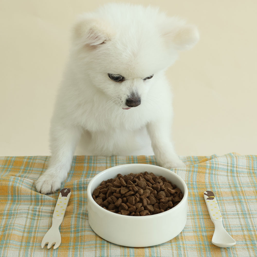 강아지에게 딱 맞는 연어 사료, 브리젠 홀리스틱으로 건강 챙기기