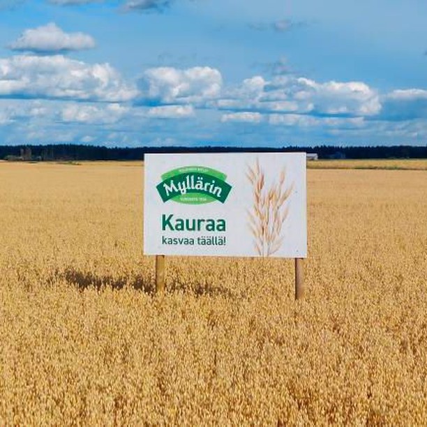 일상에서 간편하게 즐기는 유기농 오트밀, 핀란드산 귀리로 건강 챙기기