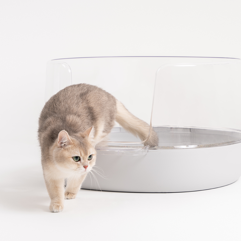 우리 집 고양이도 좋아하는 투명 배변통, 이렇게 선택했어요!