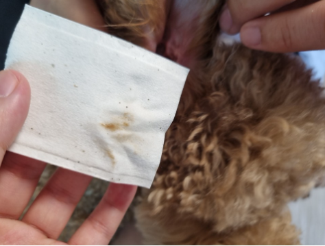 강아지 귀 건강을 위한 친근한 귀세정제 추천, 쉽게 사용할 수 있어요!