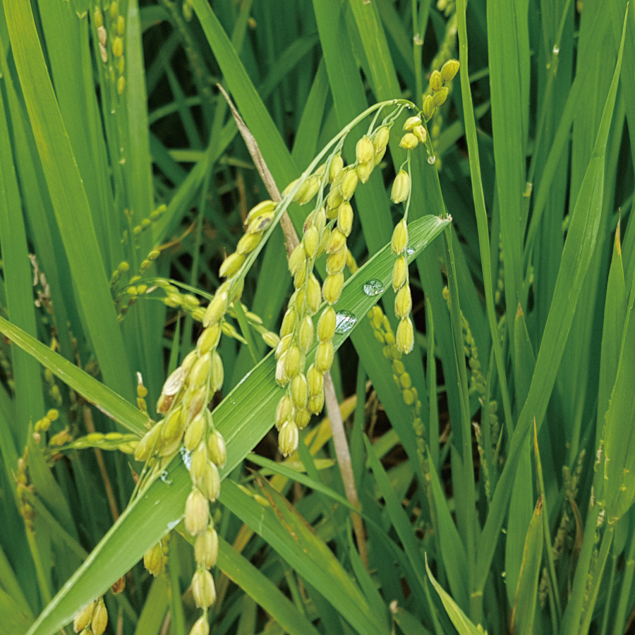 2025년 신선한 햅쌀, 첫 수확 쌀로 맛과 건강 챙기기!