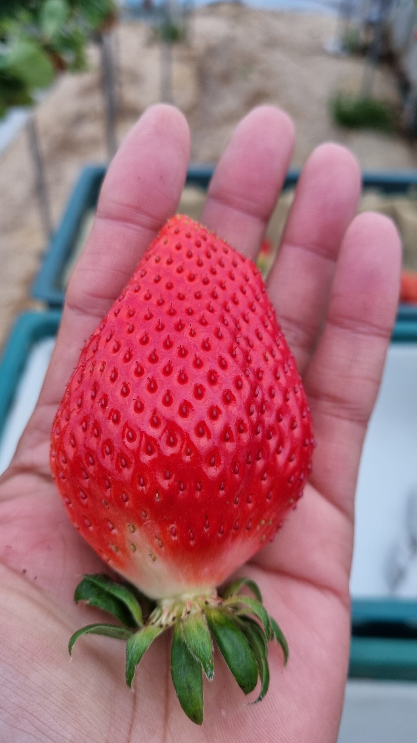 달콤한 딸기와 복숭아 향이 가득한 논산 왕딸기, 지금 바로 만나보세요!