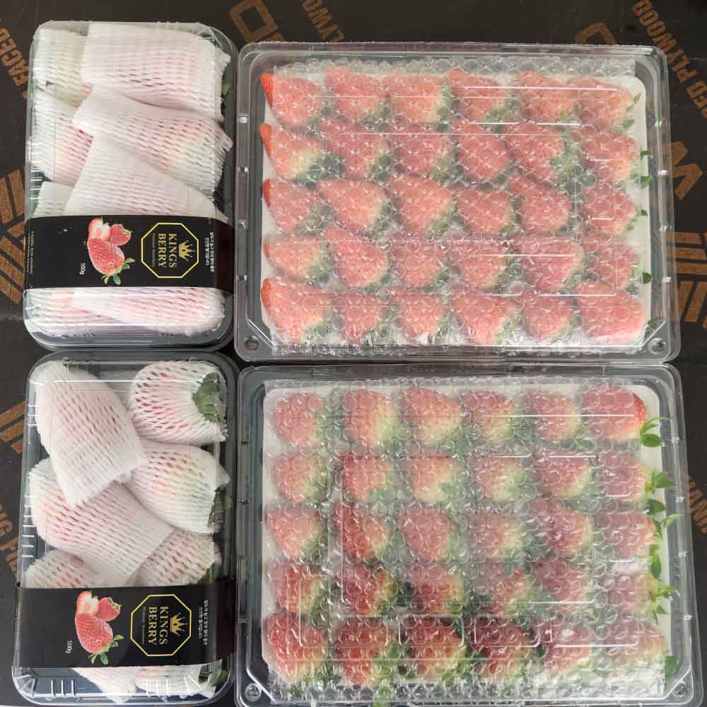 신선하고 달콤한 논산 설향딸기, 지금 바로 만나보세요!