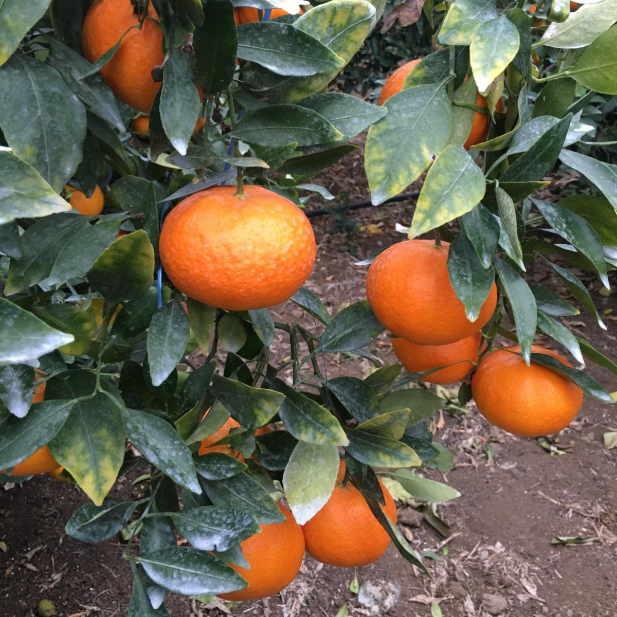 제주 황금향과 효돈 감귤, 집에서 즐기는 신선한 맛의 비밀