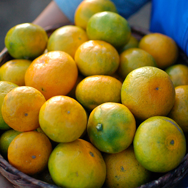 제주 감귤로 만든 프리미엄 선물 세트, 설날 가정용으로 딱 좋아요!