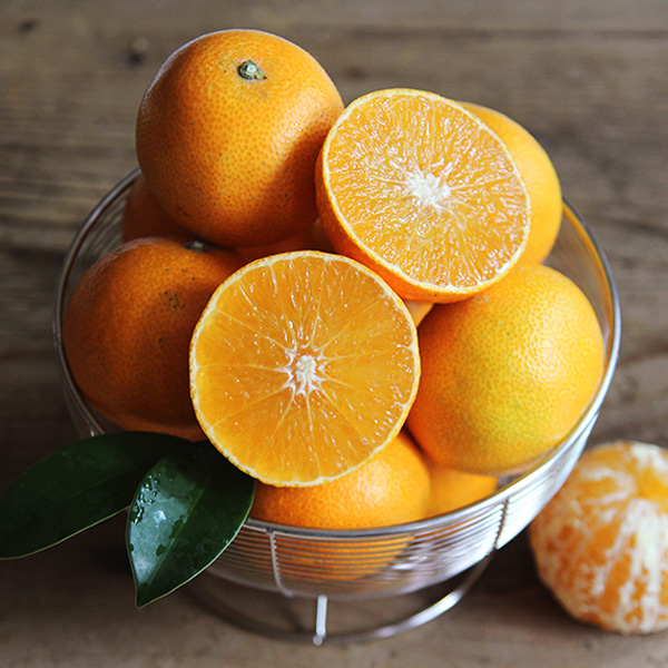 제주 감귤 맛있게 즐기기! 달콤한 과일 선물 추천