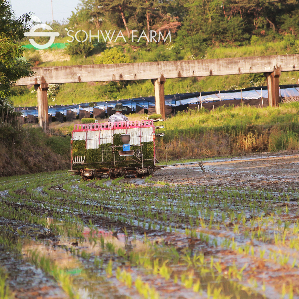 집에서 맛보는 신선한 햅쌀, 2025년 소화농장 백미 추천!