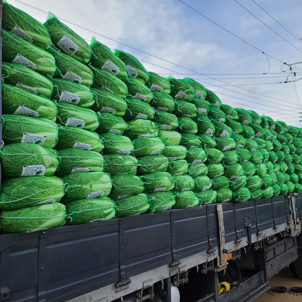 친근하게 다가오는 배추 절임, 해남 황금 배추로 김장 준비하세요!