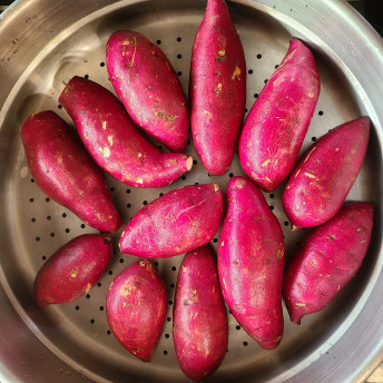익산에서 만나는 달콤한 밤고구마, 신선하고 저렴하게 즐기기