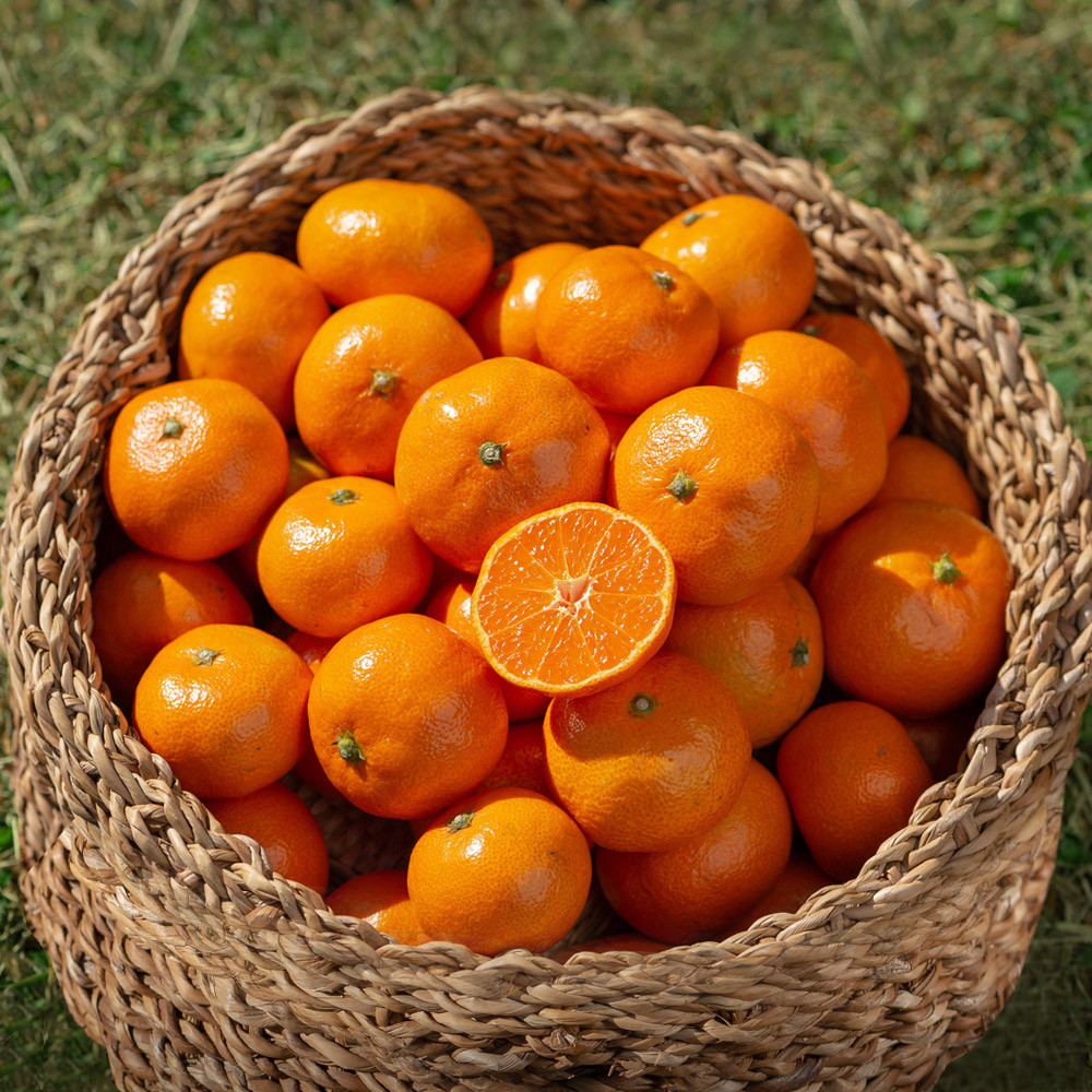 제주도 감귤 선물세트, 달콤한 향과 신선함이 가득한 추천 아이템!