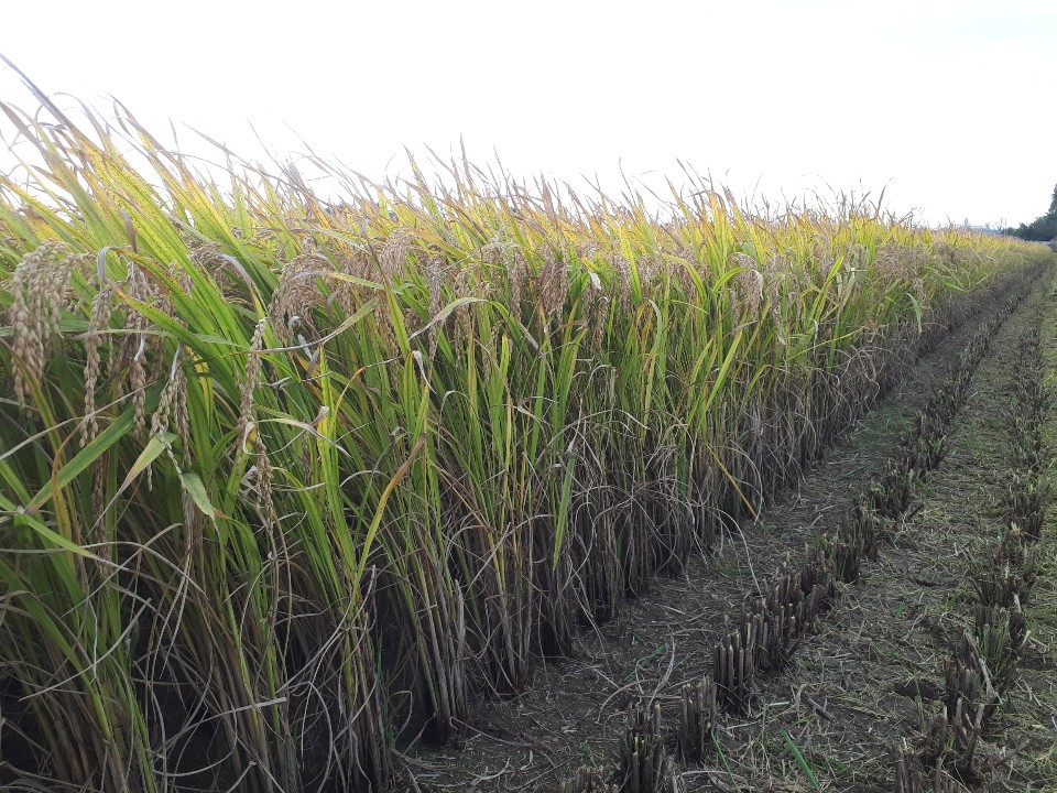 신선한 햅쌀 20kg, 오늘 바로 도정한 부안 해풍쌀로 건강한 한 끼를 시작하세요!