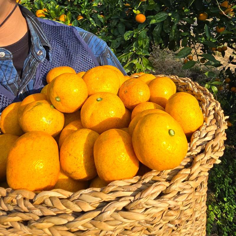 신선한 제주 감귤, 집에서 즐기기 좋은 10kg과 5kg 세트 추천!