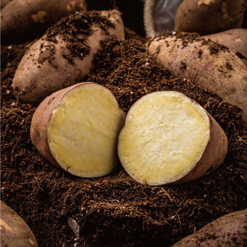 해남산 달콤한 고구마, 황금빛 호박고구마와 꿀맛 같은 베니하루카 추천!