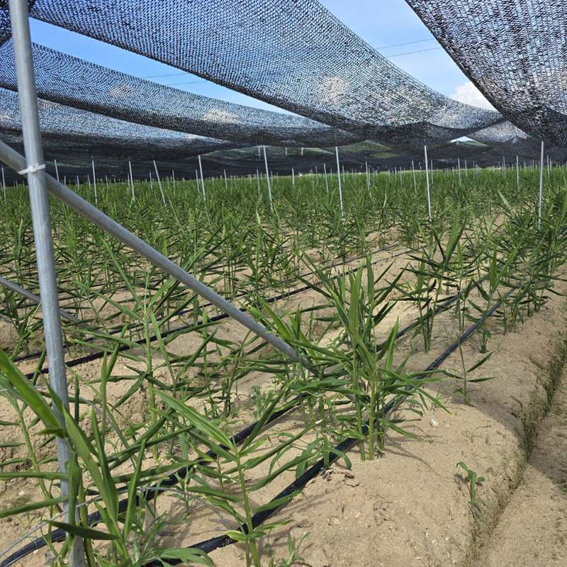 집에서 쉽게 즐기는 신선한 국내산 생강, 경북 깐생강으로 건강 챙기기