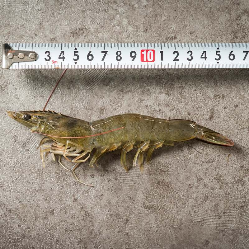 집에서 즐기는 신선한 흰다리새우, 1kg 한 번에 맛보세요!