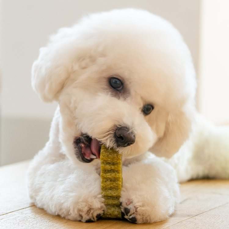 강아지 치아 건강을 위한 덴탈껌, 이렇게 선택하세요!