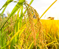 집에서 맛있게 즐기는 일품 햅쌀, 다양한 무게로 만나보세요!