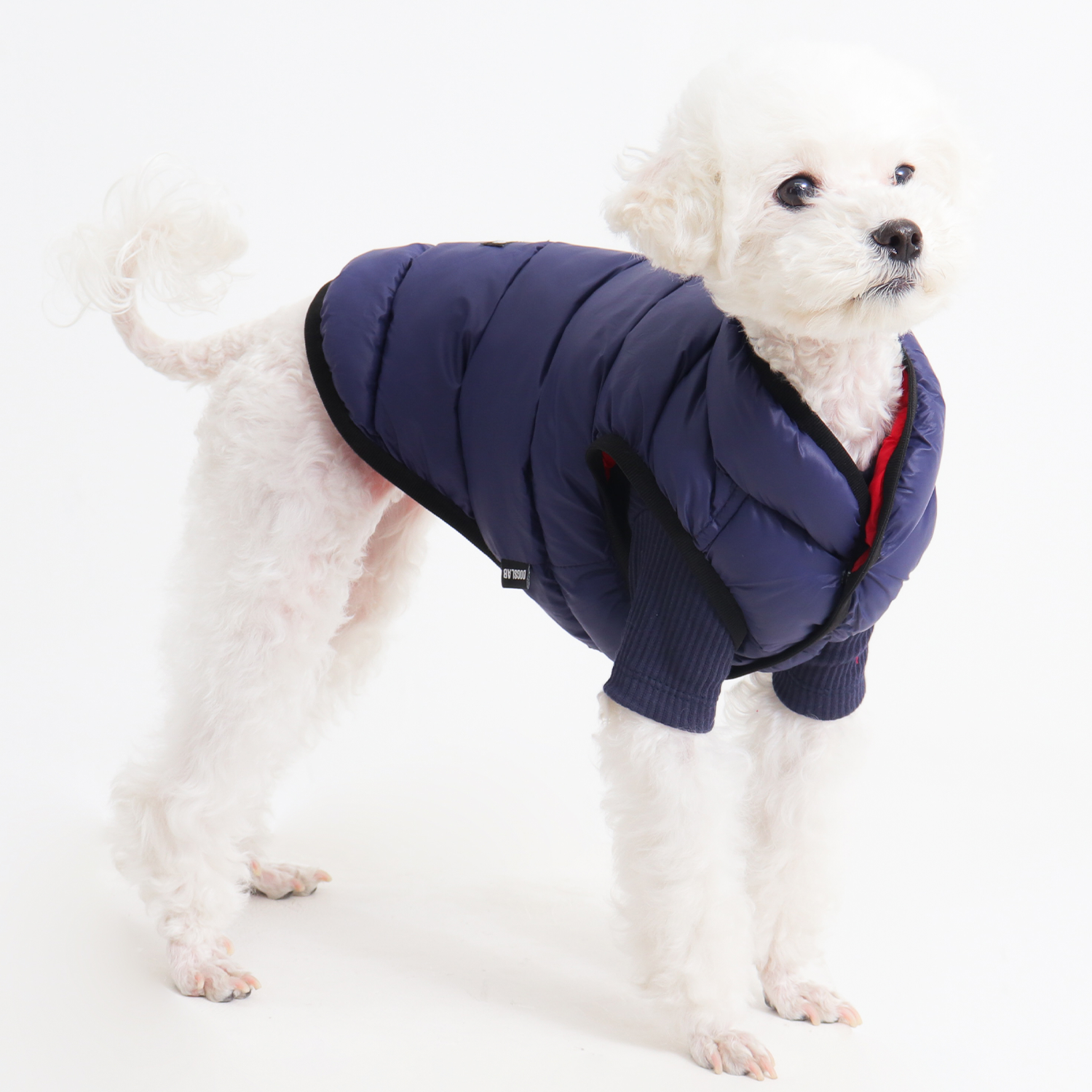 강아지 겨울 옷, 가볍고 따뜻하게 입히는 방법 알려드릴게요!