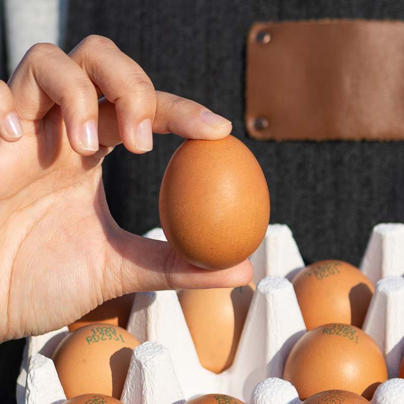 자연에서 온 신선한 계란, 유정란 20개 한 상자 어떠세요?