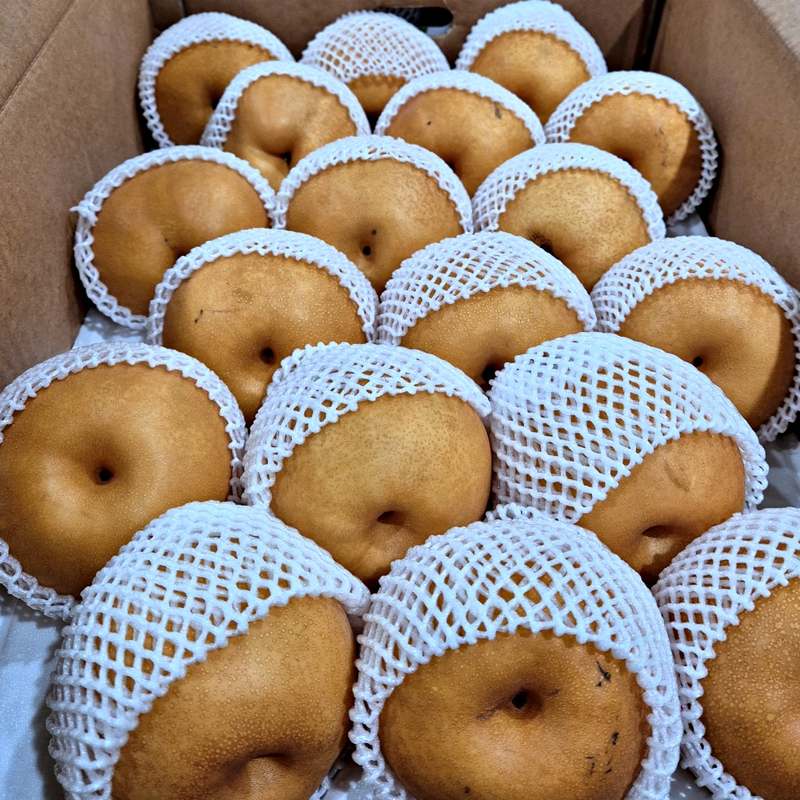 나주에서 맛보는 달콤한 신고배, 집에서 즐기기 딱 좋아요!