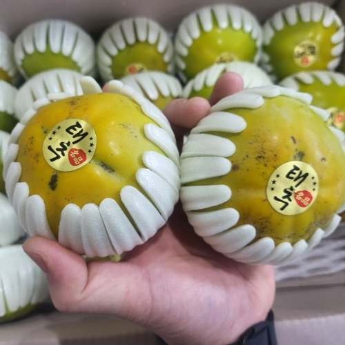 달콤하고 신선한 태추단감과 햇 배, 대추까지 한 번에 즐기기 좋은 과일 세트