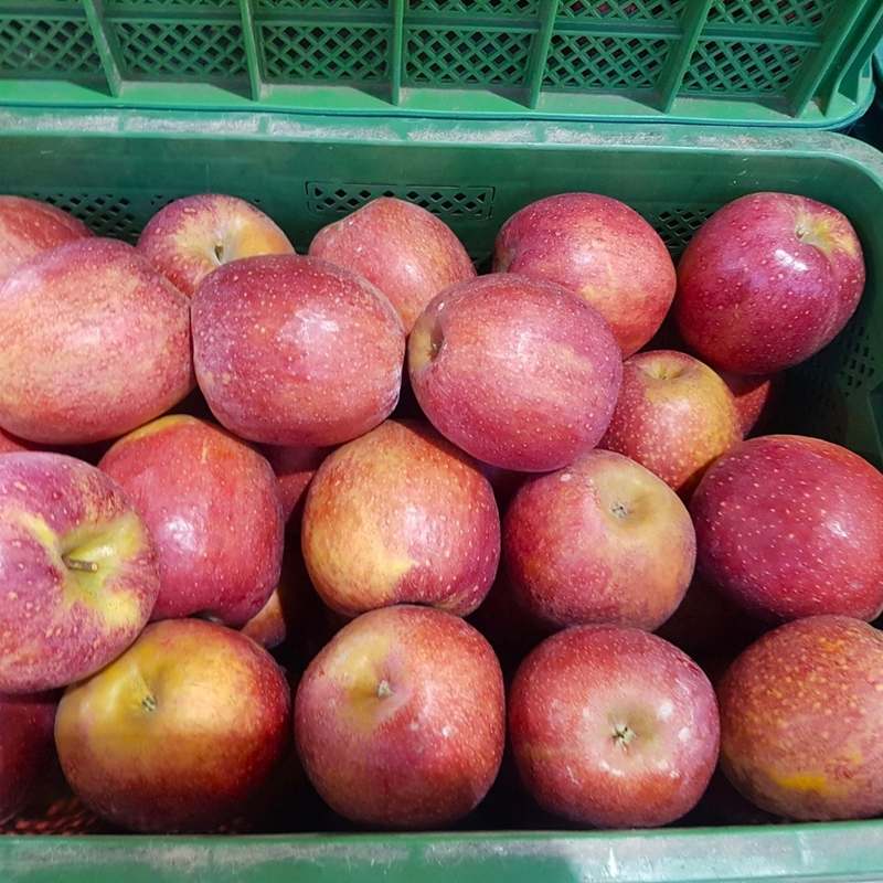 신선한 햇사과 한입, 경북 청송과 안동에서 직송하는 달콤한 맛