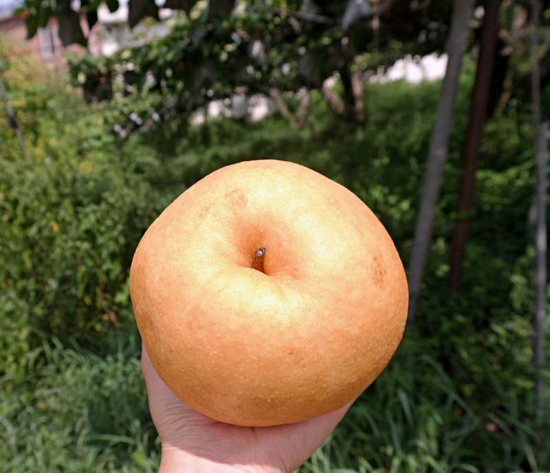 집에서 간편하게 즐기는 나주 배, 신선하고 실속 있게 맛보세요!