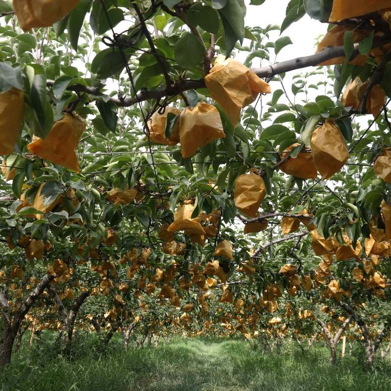 가정에서 즐기는 달콤한 나주배, 신고배로 건강하게 먹어요!