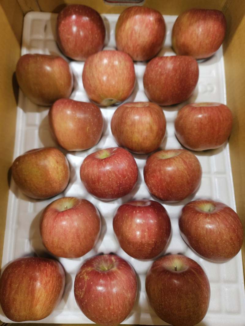 신선하고 달콤한 부사 사과, 5kg과 10kg 특품으로 만나보세요!