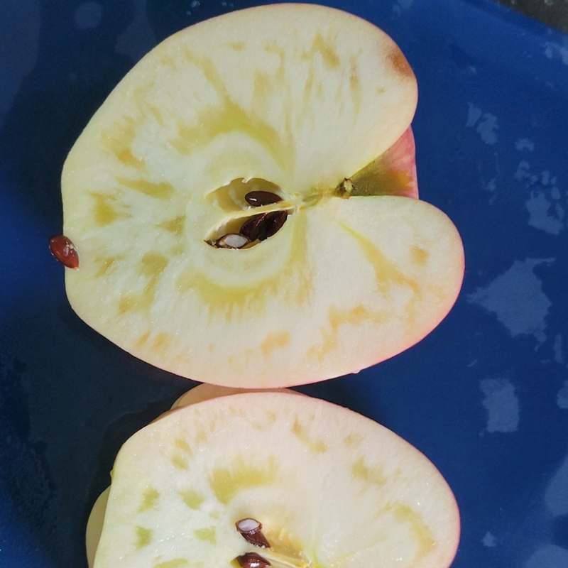 신선하고 달콤한 사과, 집에서 즐기기 좋은 추천 품종 모음