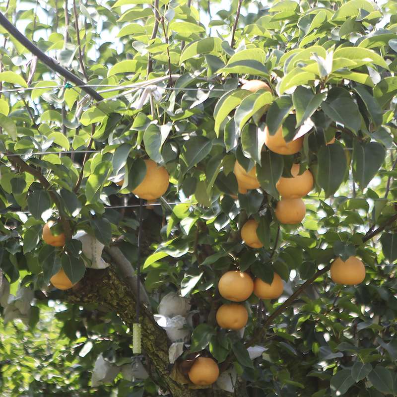 올해 수확한 나주배, 5kg 실속형과 고급형으로 만나보세요!