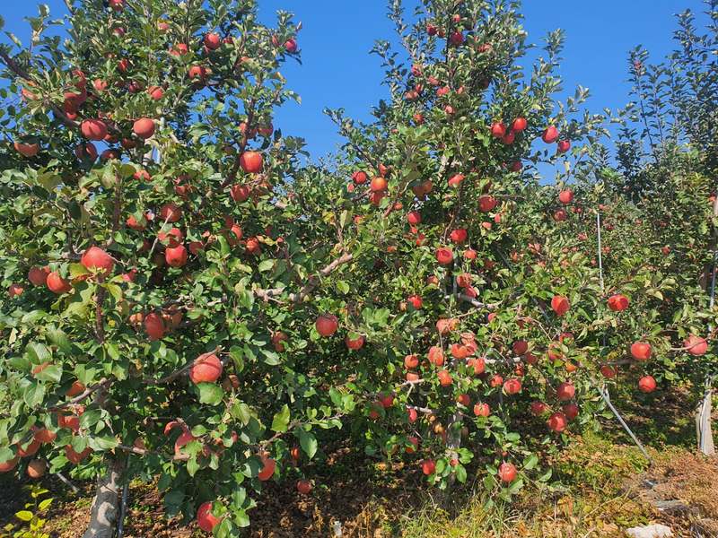 달콤하고 싱그러운 사과 선물, 집에서도 쉽게 즐기세요!