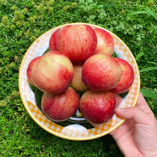 달콤한 복숭아와 황도, 신선한 물복숭아까지! 여름철 과일 추천