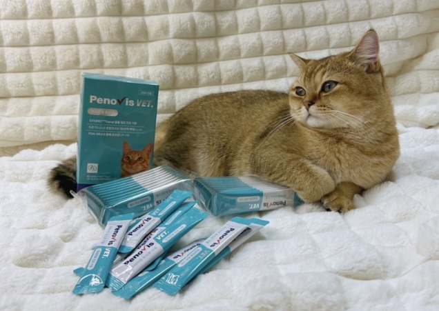 우리 고양이 건강을 위한 최고의 선택, 유산균과 영양제 이야기