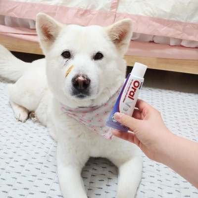 반려동물 입냄새 걱정 끝! 간편하게 구취 제거하는 방법