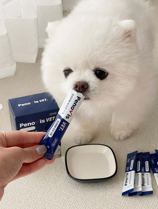 우리 강아지 건강을 위한 유산균 선택, 이렇게 해보세요!