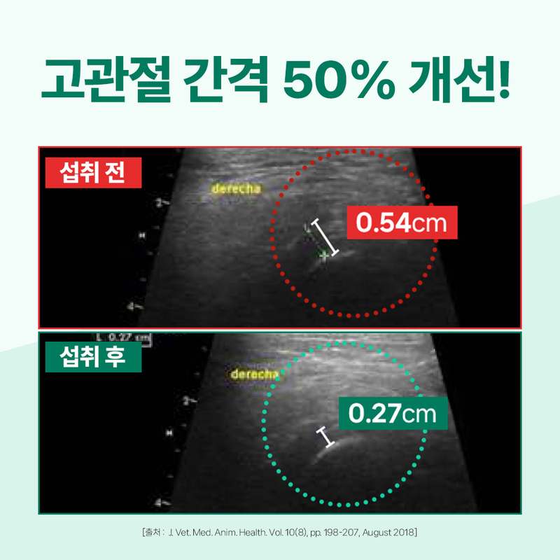 강아지 관절 건강, 이렇게 챙기면 좋아요! 쉽게 시작하는 관절 영양제 이야기