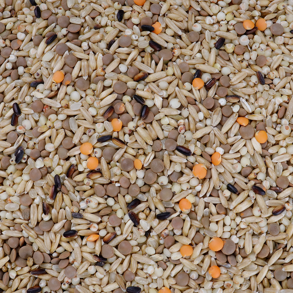 일상에 딱 맞는 영양 가득한 쌀, 한번 만나보세요!