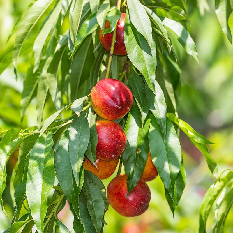 달콤하고 신선한 복숭아, 어떤 종류가 있을까?