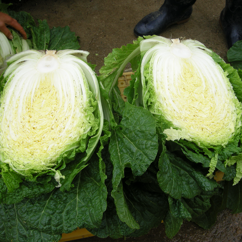 친근하게 즐기는 유기농 절임배추와 천일염, 농장에서 바로 만나요!