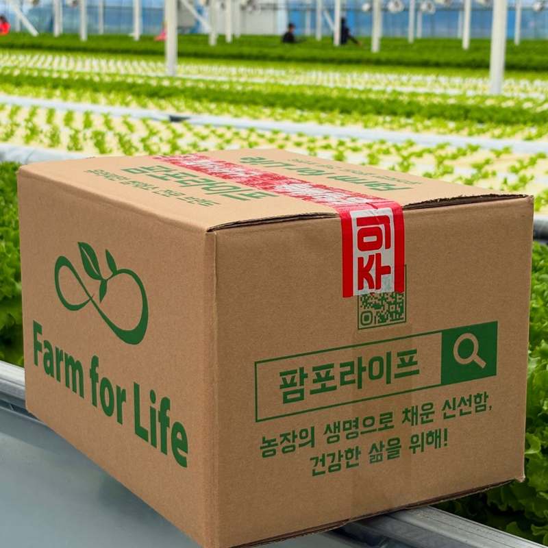 신선한 유럽식 샐러드 채소, 집에서 간편하게 즐기기