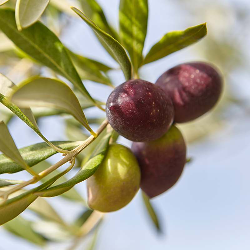 일상 속 건강을 챙기는 자연산 올리브유, 까사스디후알도 햇 올리브유 이야기