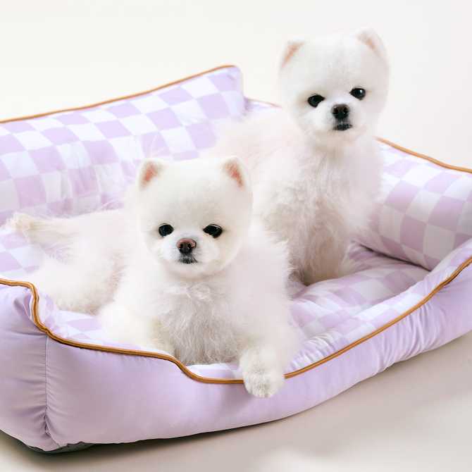 여름철 강아지와 고양이에게 딱인 쿨방석, 어떤 제품이 좋을까?