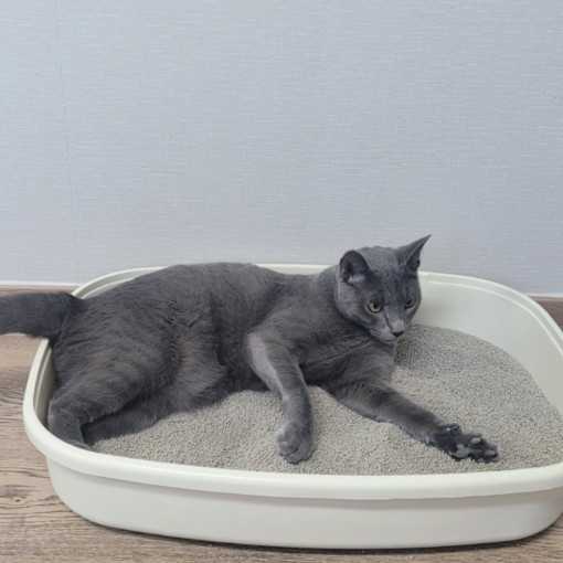 가성비 좋은 고양이모래, 무향 8리터 6개 세트로 편리하게!