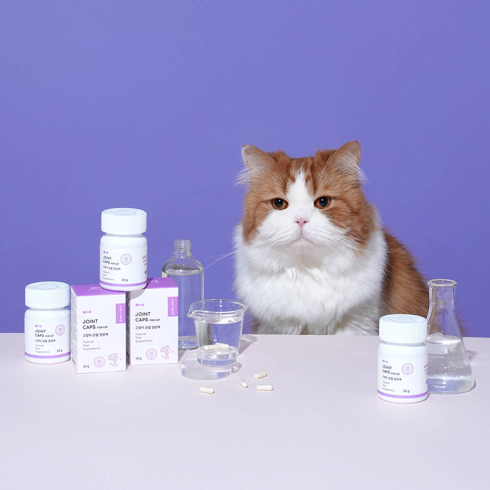 고양이 관절 건강을 위한 영양제, 이렇게 선택하세요!