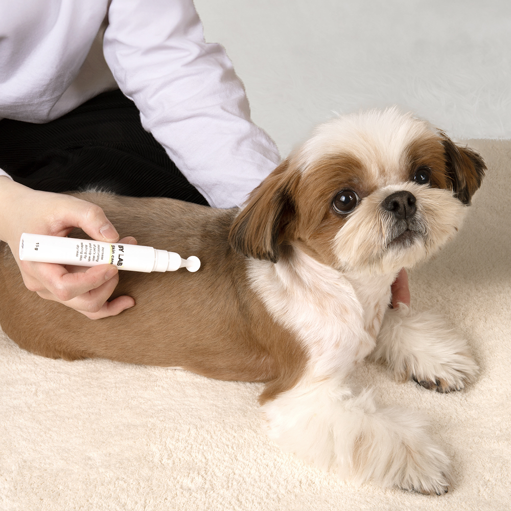 강아지 피부 고민, 집에서 쉽게 해결하는 방법 알려드릴게요!