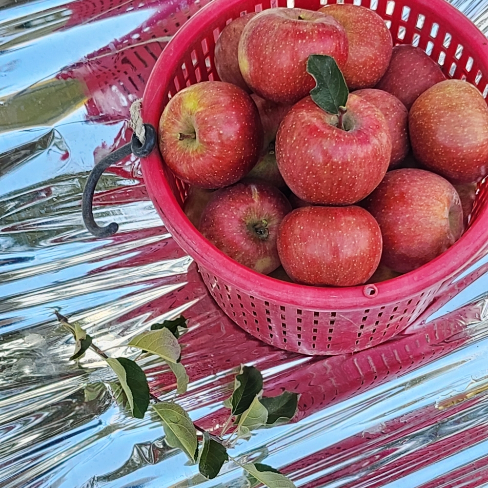달콤하고 신선한 안동사과, 지금 바로 만나보세요!