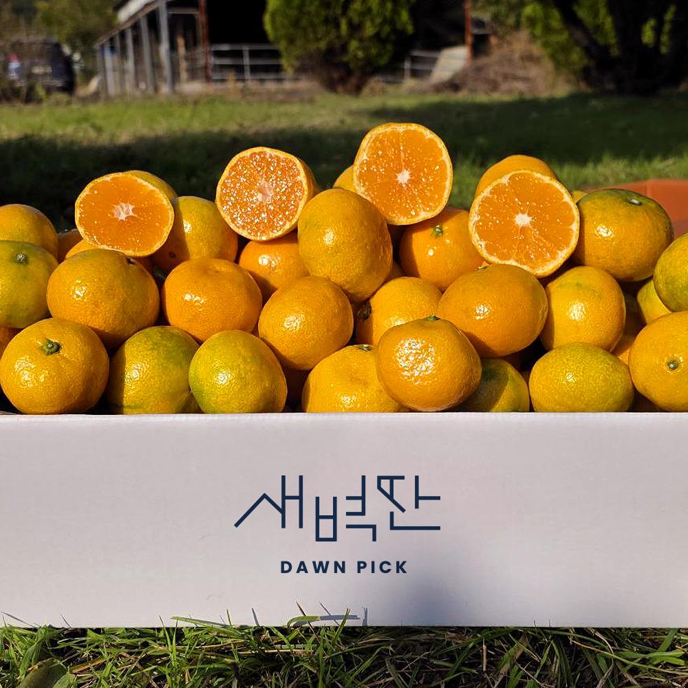 서귀포 감귤, 노지 재배로 더 신선하게 즐기기